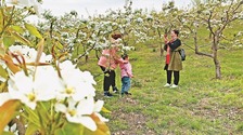 梨花為媒 鶴崗打造賞花經濟_fororder_rBABCmR9OP6AIB1pAAAAAAAAAAA342.768x576.750x563