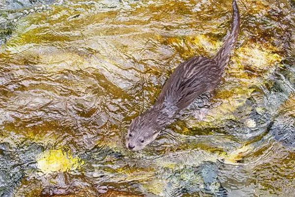 大熊猫国家公园唐家河片区首次记录到欧亚水獭画面_fororder_未标题-2