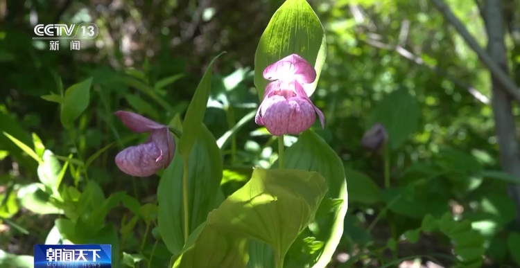 褐马鸡、珍稀兰花……河北小五台山国家级自然保护区生物种类多