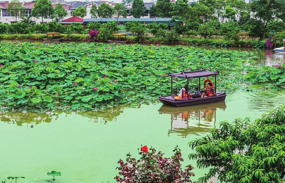 （转载）组图｜最美不过六月荷