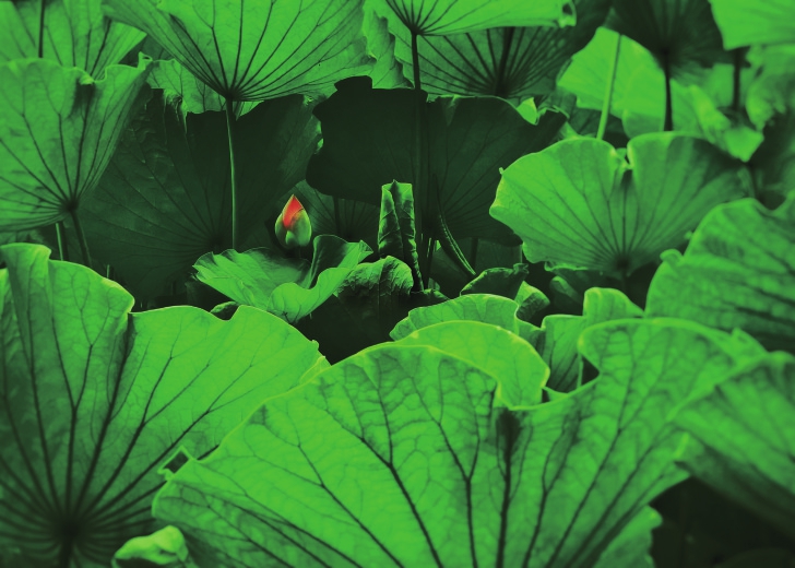 （转载）组图｜最美不过六月荷