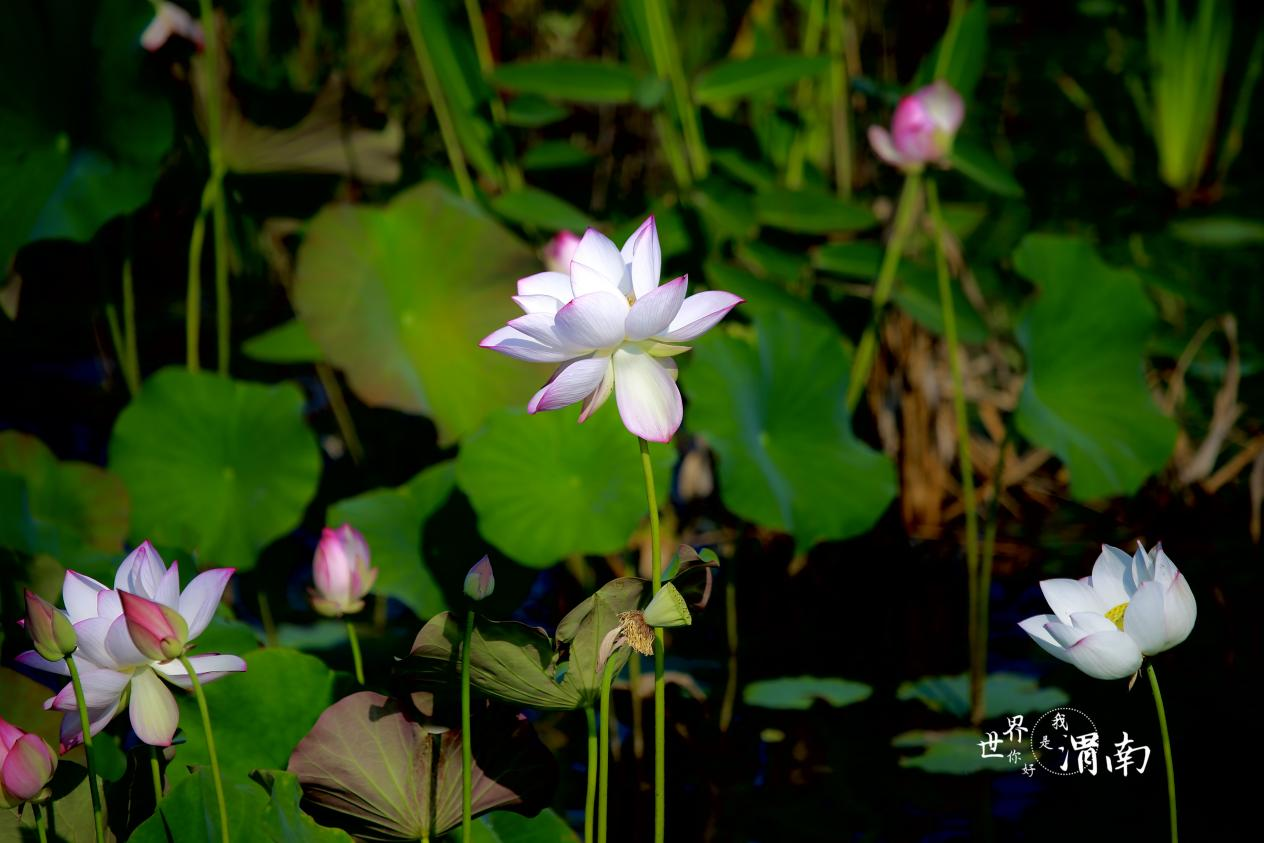 渭南：夏日荷花别样红_fororder_图片5