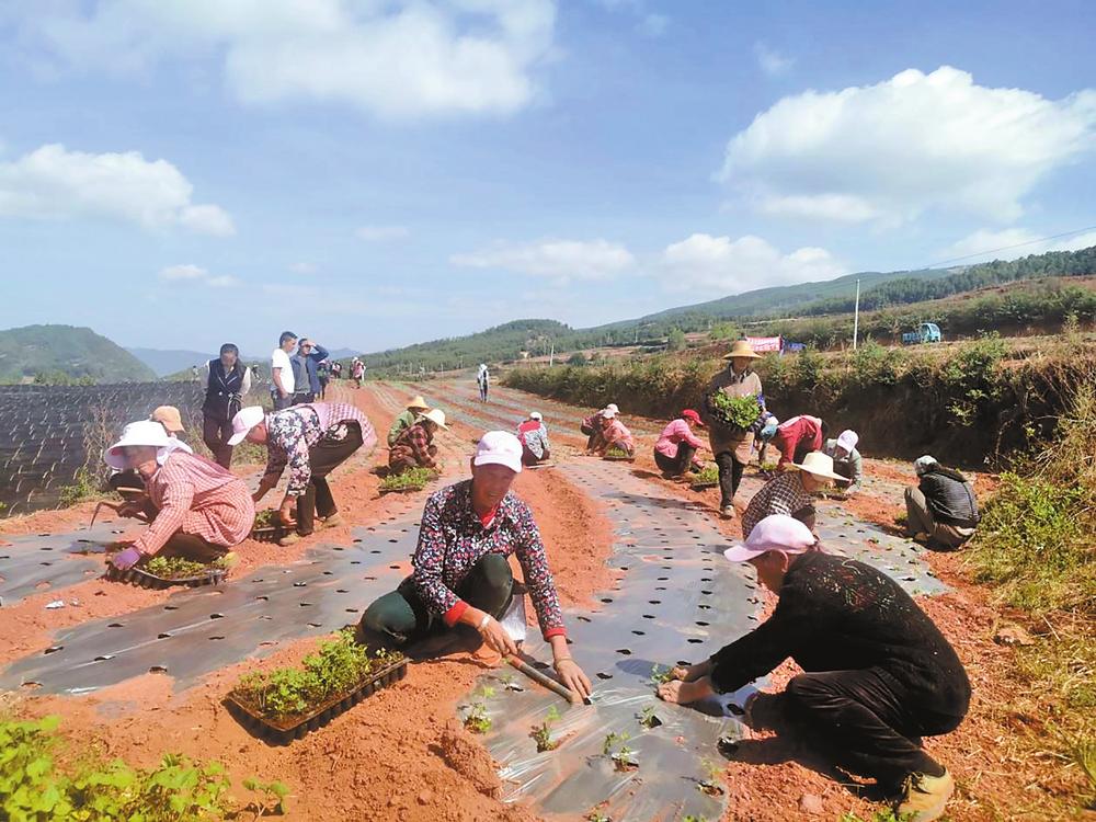 昆明禄劝：当归苗俏销 药农移栽忙_fororder_cd4f