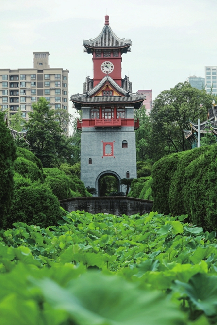 （转载）组图｜最美不过六月荷