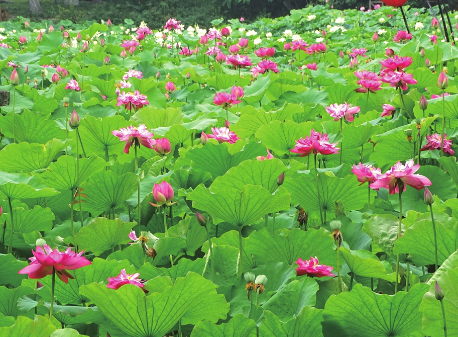 （转载）组图｜最美不过六月荷