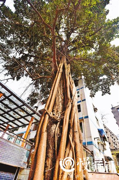 【食在重庆 图文】南滨路望江亭 仿古重修请你来喝茶