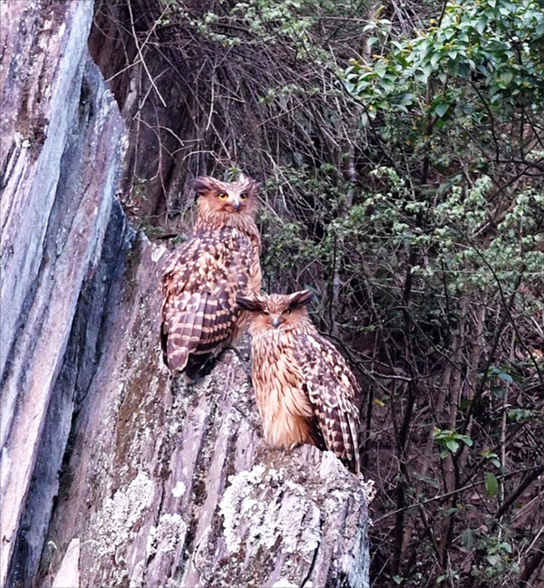 大熊猫国家公园唐家河片区首次记录到欧亚水獭画面_fororder_未标题-1