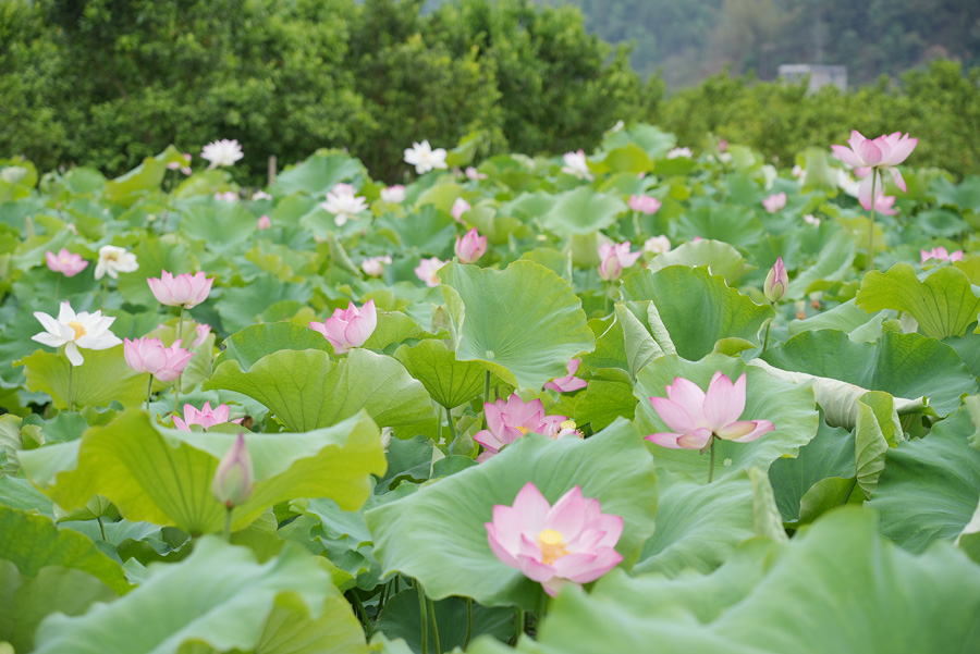 广西西林：盛夏荷花摇曳开