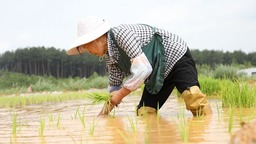 （供稿）贵州长顺：旱地变良田  芒种插秧正当时