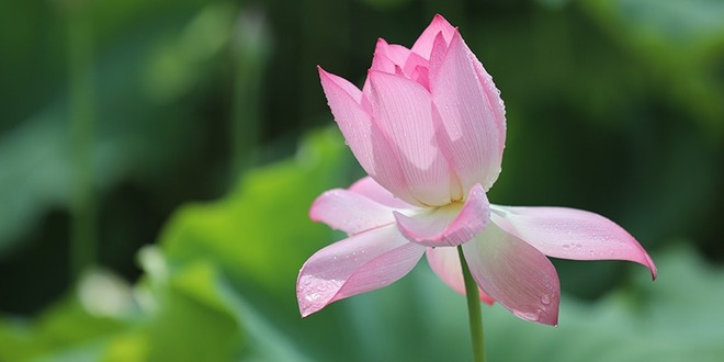 海南文昌：满塘荷花开 夏意扑鼻来