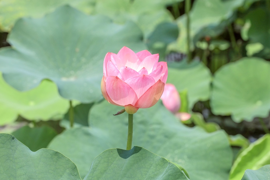 廣西南寧：一池荷花開 賞荷正當時