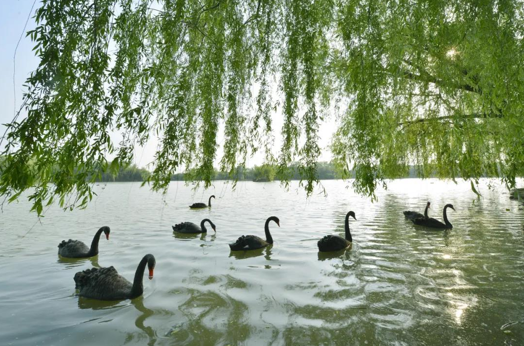 阜阳文旅开启“福利暑期档”优惠活动_fororder_640 (8)