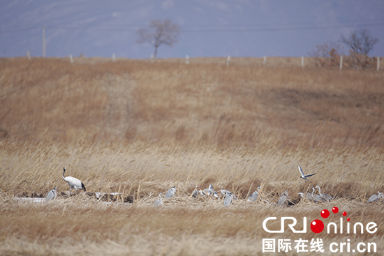 07【吉林】【供稿】【图说吉林】【CRI看吉林（标题）】【生态吉林（标题）】【关东黑土（延边）】【移动版（图）】  珲春敬信湿地迎来30多只丹顶鹤