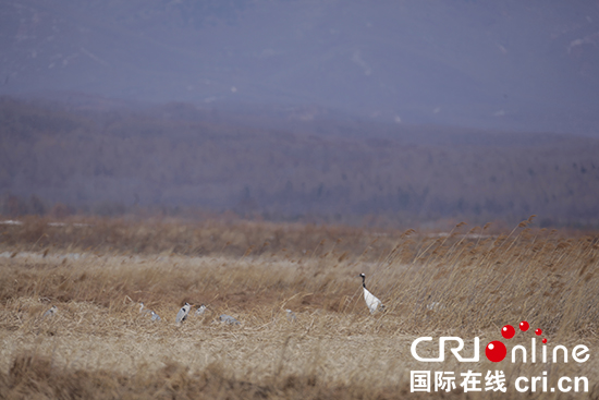 07【吉林】【供稿】【圖説吉林】【CRI看吉林（標題）】【生態吉林（標題）】【關東黑土（延邊）】【移動版（圖）】  琿春敬信濕地迎來30多只丹頂鶴