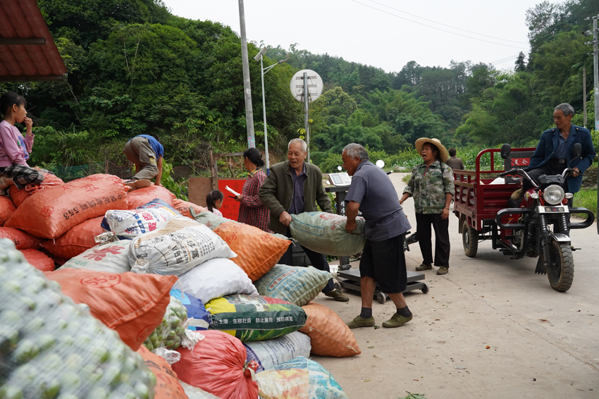 桂林平乐：李子丰产采摘忙 果农增收心里甜