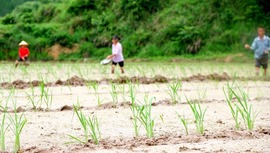 贵州天柱：杂稻制种插秧忙