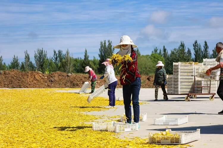 大同市雲州區全力推進黃花特色專業鎮建設_fororder_1