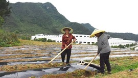贵州都匀：孵化园搭台 高粱种植按下“快进键”