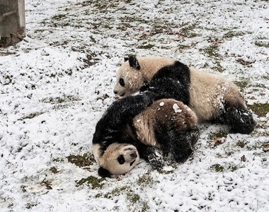 西華師範大學大熊貓生態與保護研究團隊在發表最新研究成果