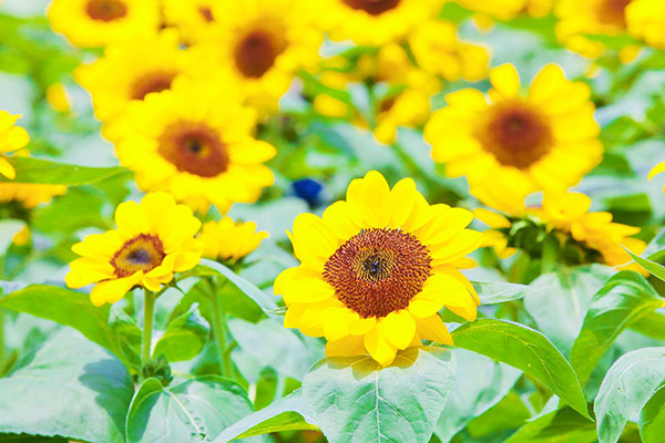 （張）向日葵已盛放 來自貢貢井感受最浪漫的“小太陽”_fororder_3盛開的向日葵