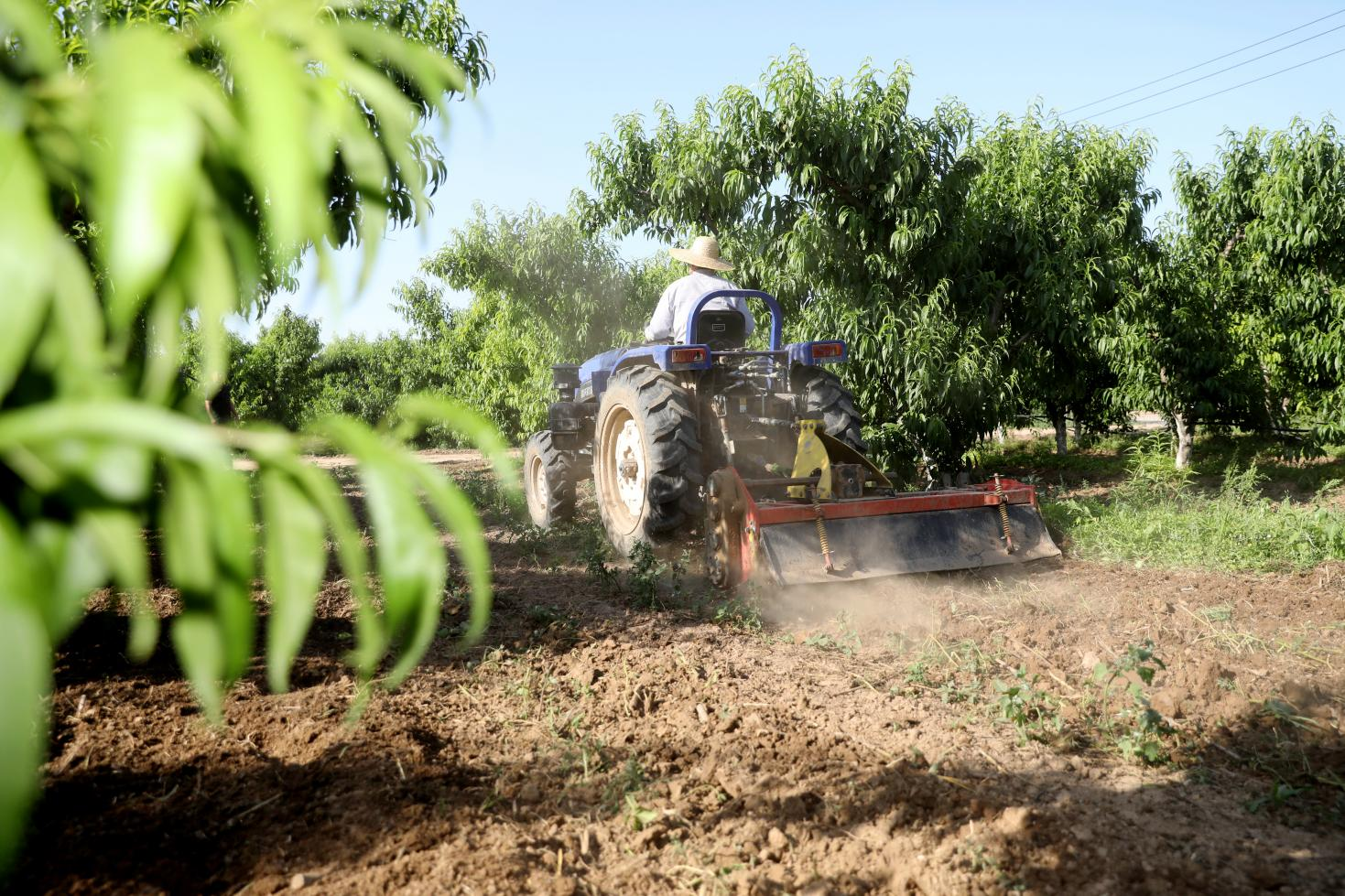 （原创）河北南皮：水果进入丰收季 果农忙管护促增收_fororder_6