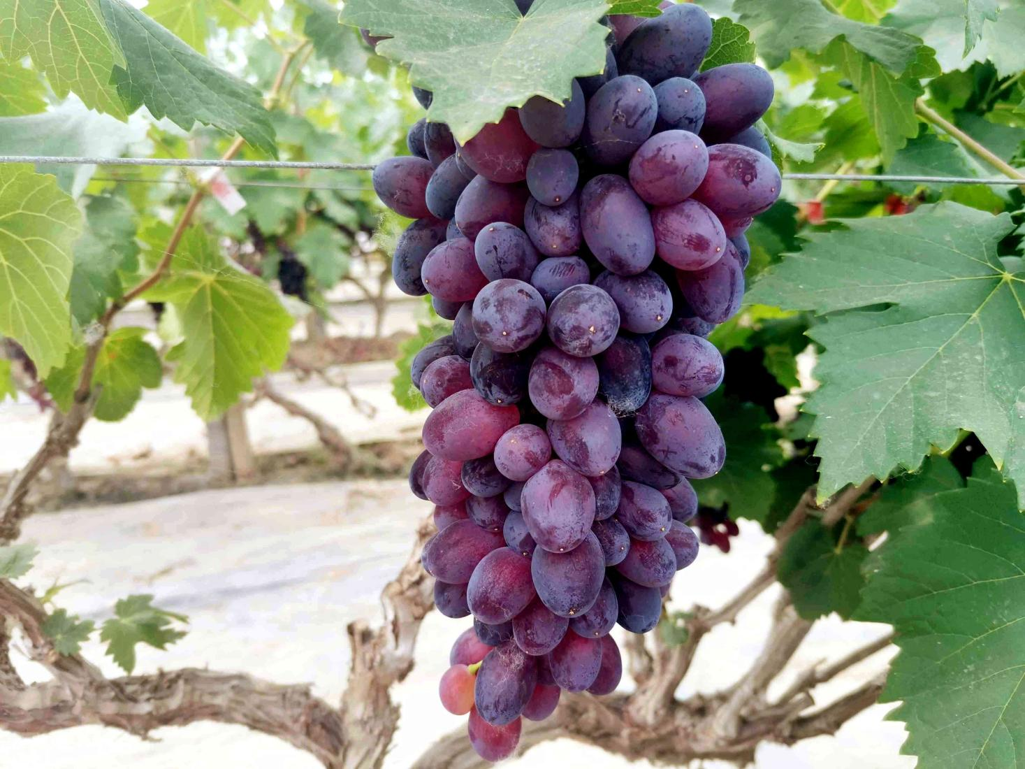 （原创）河北南皮：水果进入丰收季 果农忙管护促增收_fororder_1