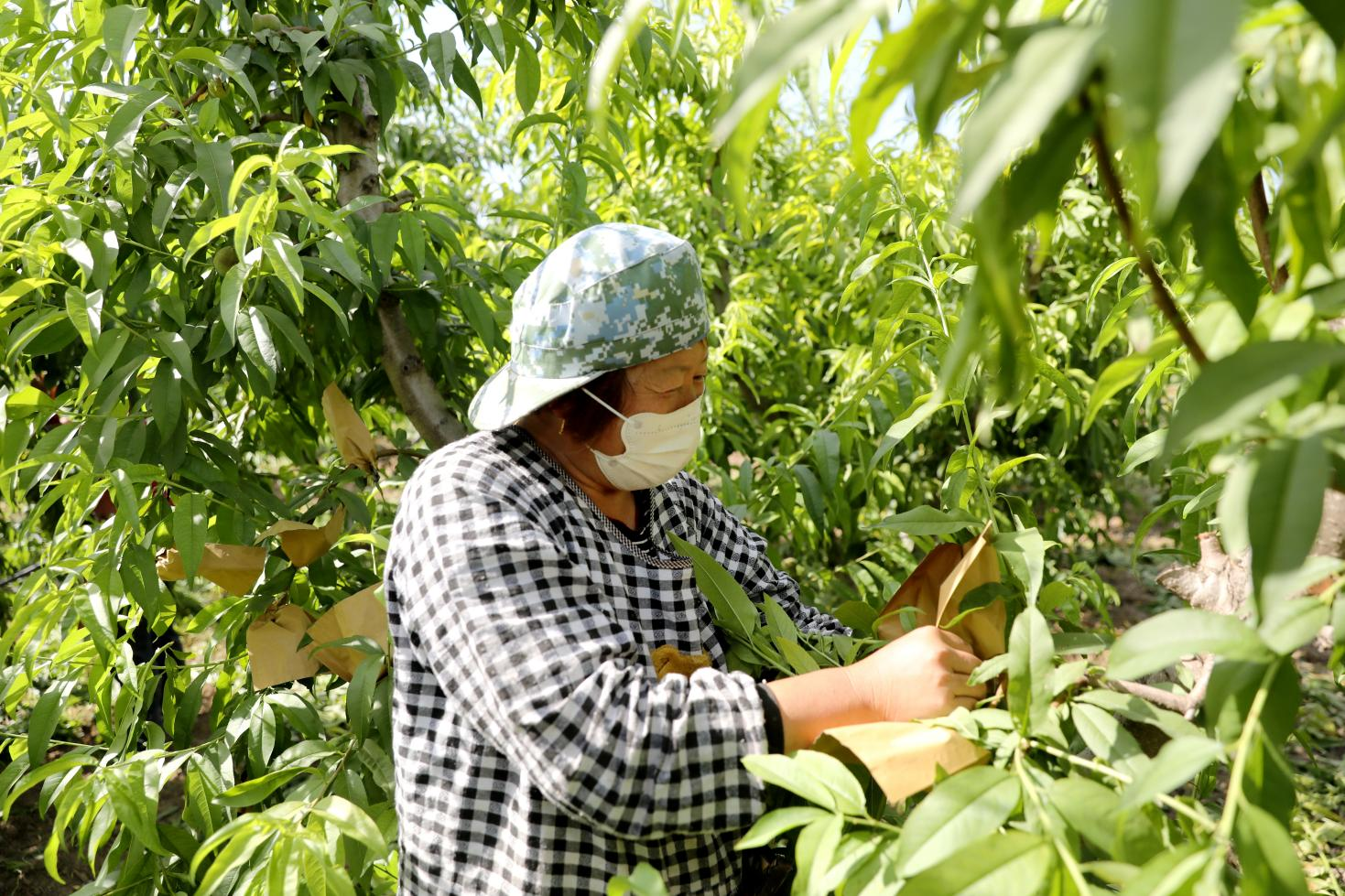 （原创）河北南皮：水果进入丰收季 果农忙管护促增收_fororder_4