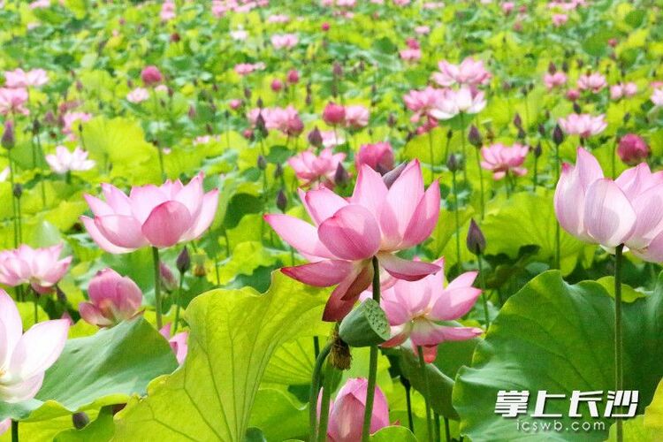 红花绿叶美不胜收，湖南长沙县500亩荷花绽放等你来打卡_fororder_material_648566c7371d6_compress1_watermark1