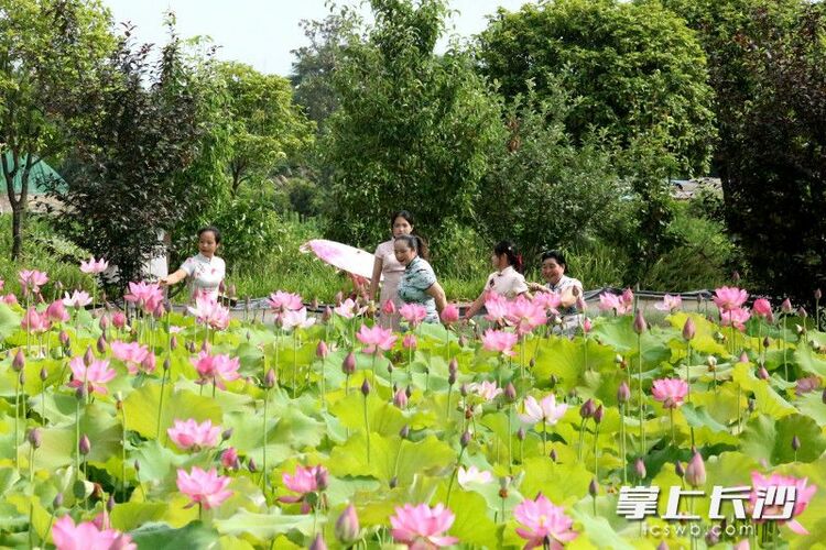 红花绿叶美不胜收，湖南长沙县500亩荷花绽放等你来打卡_fororder_material_6485668fcfad4_compress1_watermark1