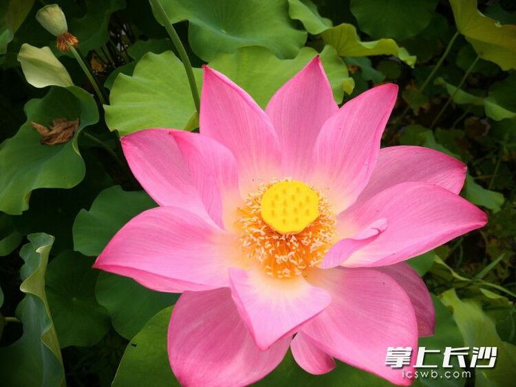 红花绿叶美不胜收，湖南长沙县500亩荷花绽放等你来打卡_fororder_material_648566814f921_compress1_watermark1