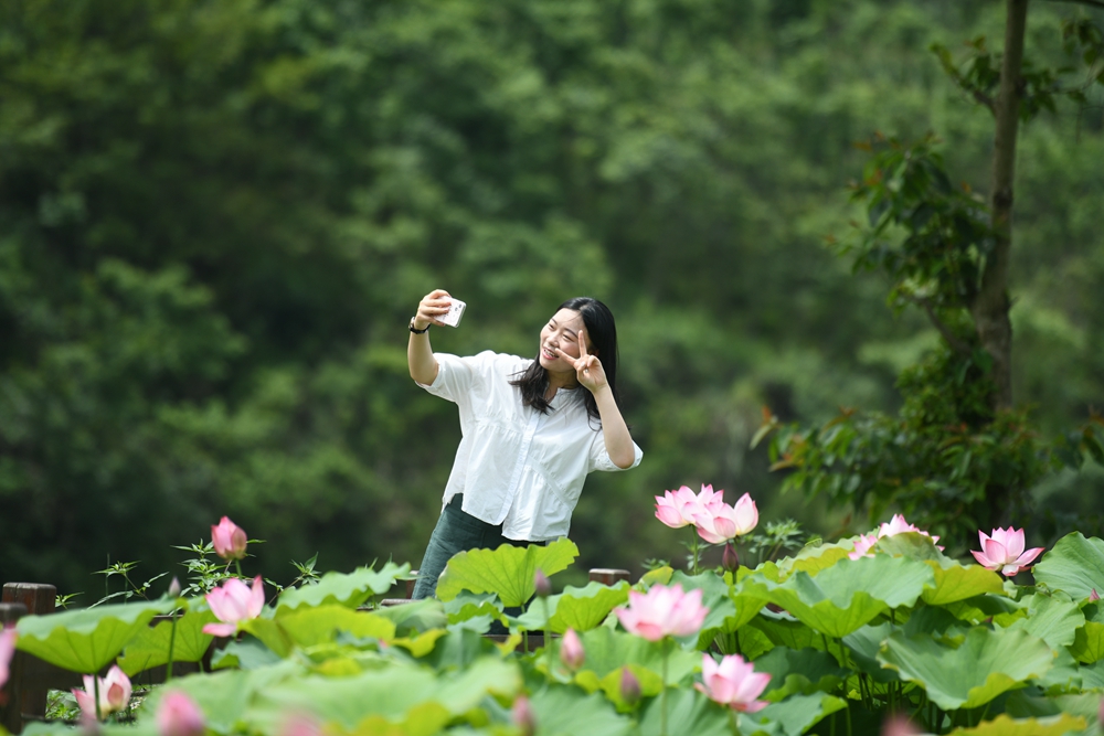 貴州鎮遠：盛夏時節 “荷”美鄉村_fororder_貴州省鎮遠縣蕉溪鎮三門灘荷花綻放引來遊客觀光打卡。（吳賢和  攝）