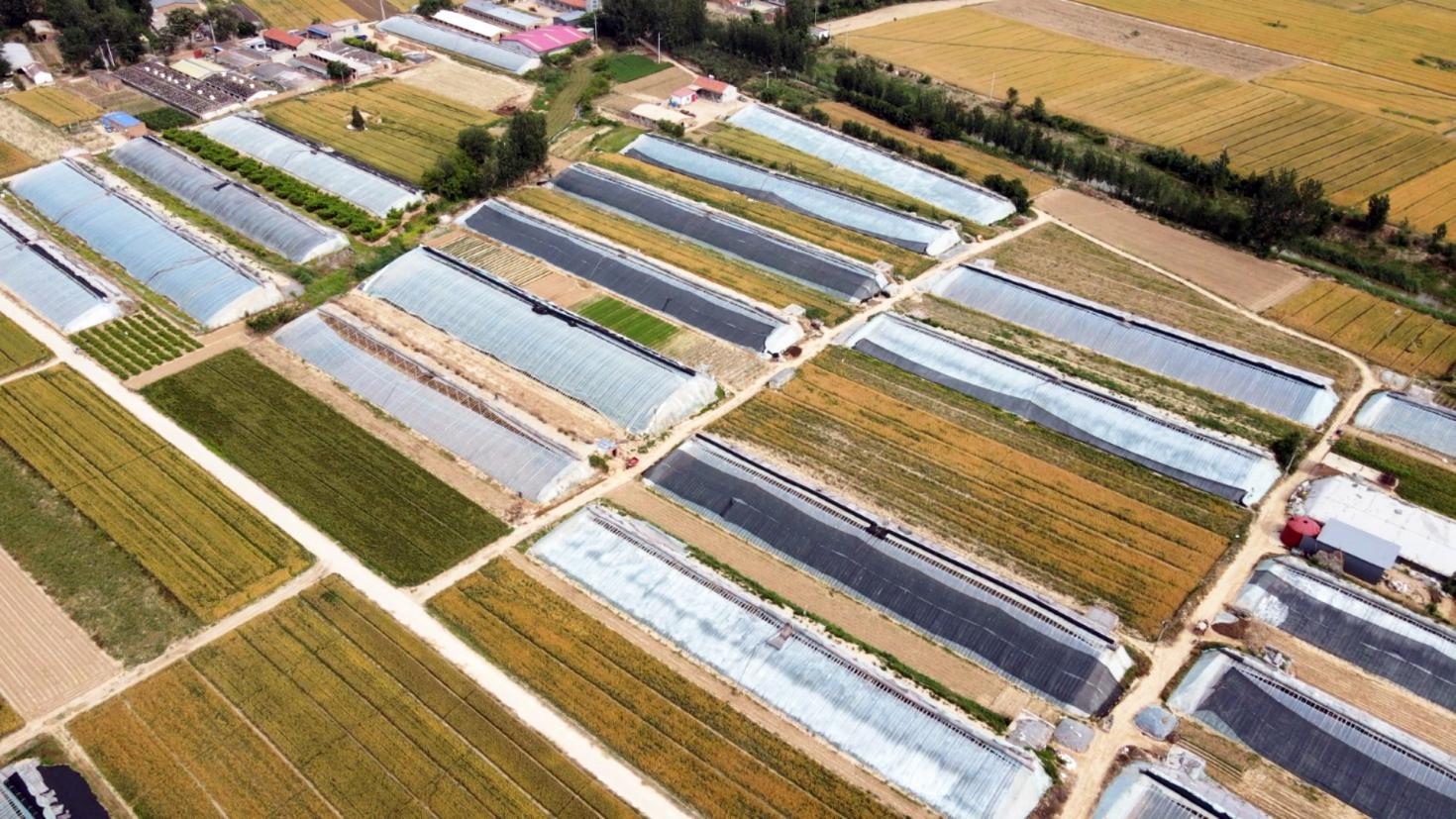 （原创）河北南皮：水果进入丰收季 果农忙管护促增收_fororder_2