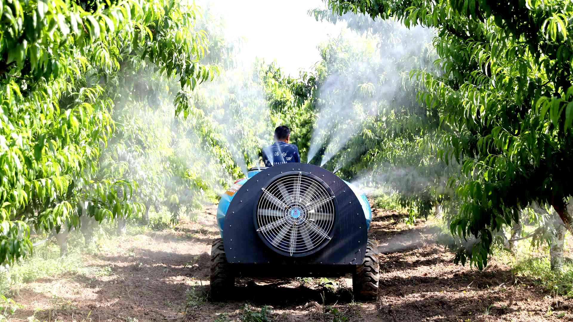 （原创）河北南皮：水果进入丰收季 果农忙管护促增收_fororder_5