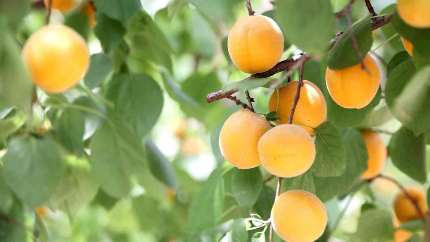 （原创）河北南皮：水果进入丰收季 果农忙管护促增收_fororder_7