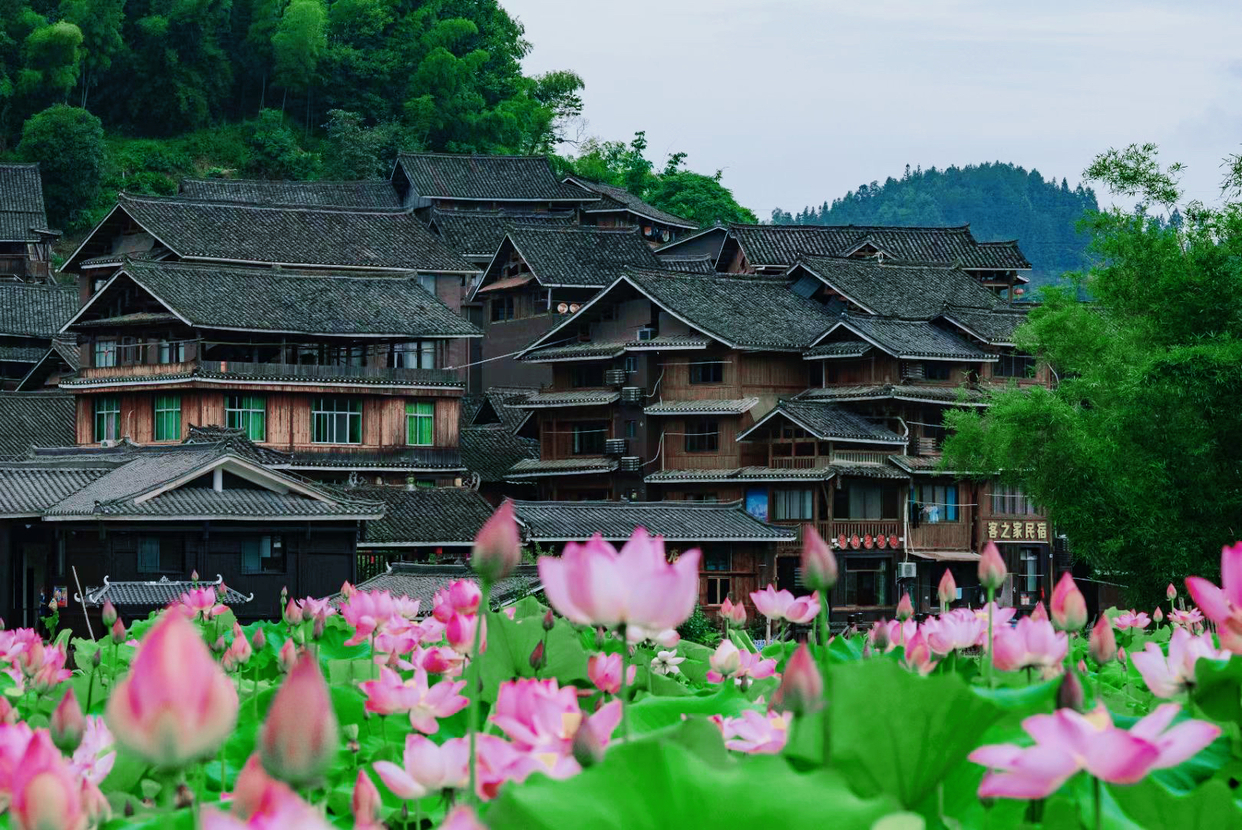 Lotus Flowers in Full Bloom in Sanjiang Dong Autonomous County, Guangxi_fororder_T