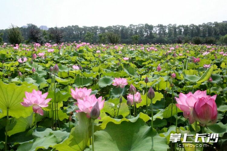 红花绿叶美不胜收，湖南长沙县500亩荷花绽放等你来打卡_fororder_material_648567cac5be2_compress1_watermark1