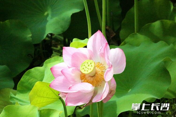 红花绿叶美不胜收，湖南长沙县500亩荷花绽放等你来打卡_fororder_material_648566aa2fa99_compress1_watermark1