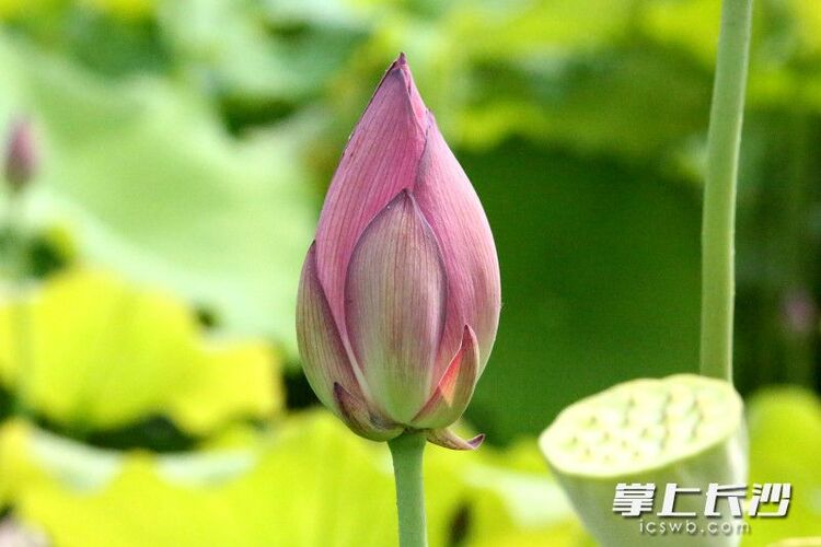红花绿叶美不胜收，湖南长沙县500亩荷花绽放等你来打卡_fororder_material_64856790d0e9d_compress1_watermark1