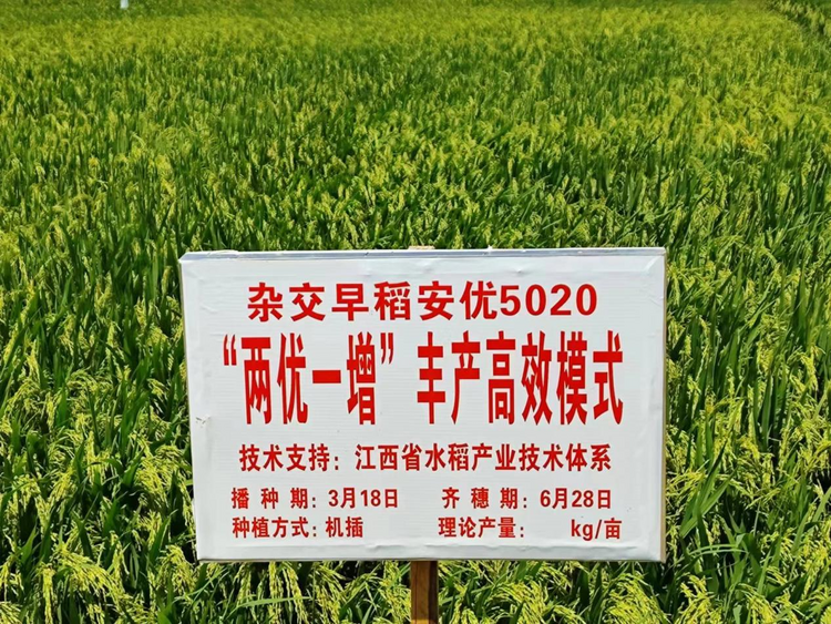 江西：新型稻种创新高 多种优势应用广_fororder_图片5