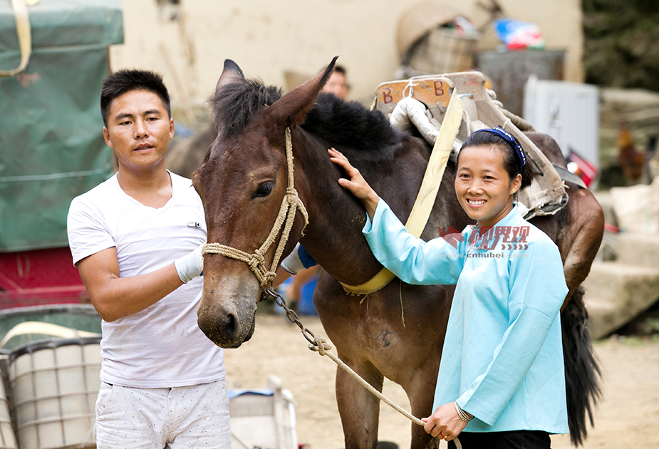 【图说荆楚】巴东悬崖上的骡马帮