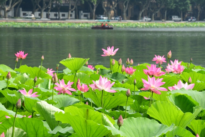 西湖荷花渐入佳境 最美在平湖秋月_fororder_1686550756442_6486b8e4d0ff8e0001f7b721