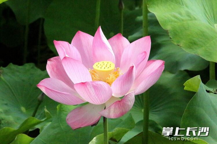 红花绿叶美不胜收，湖南长沙县500亩荷花绽放等你来打卡_fororder_material_648566ed22b28_compress1_watermark1