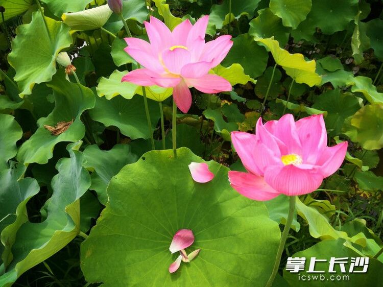 红花绿叶美不胜收，湖南长沙县500亩荷花绽放等你来打卡_fororder_material_64856743c18c8_compress1_watermark1