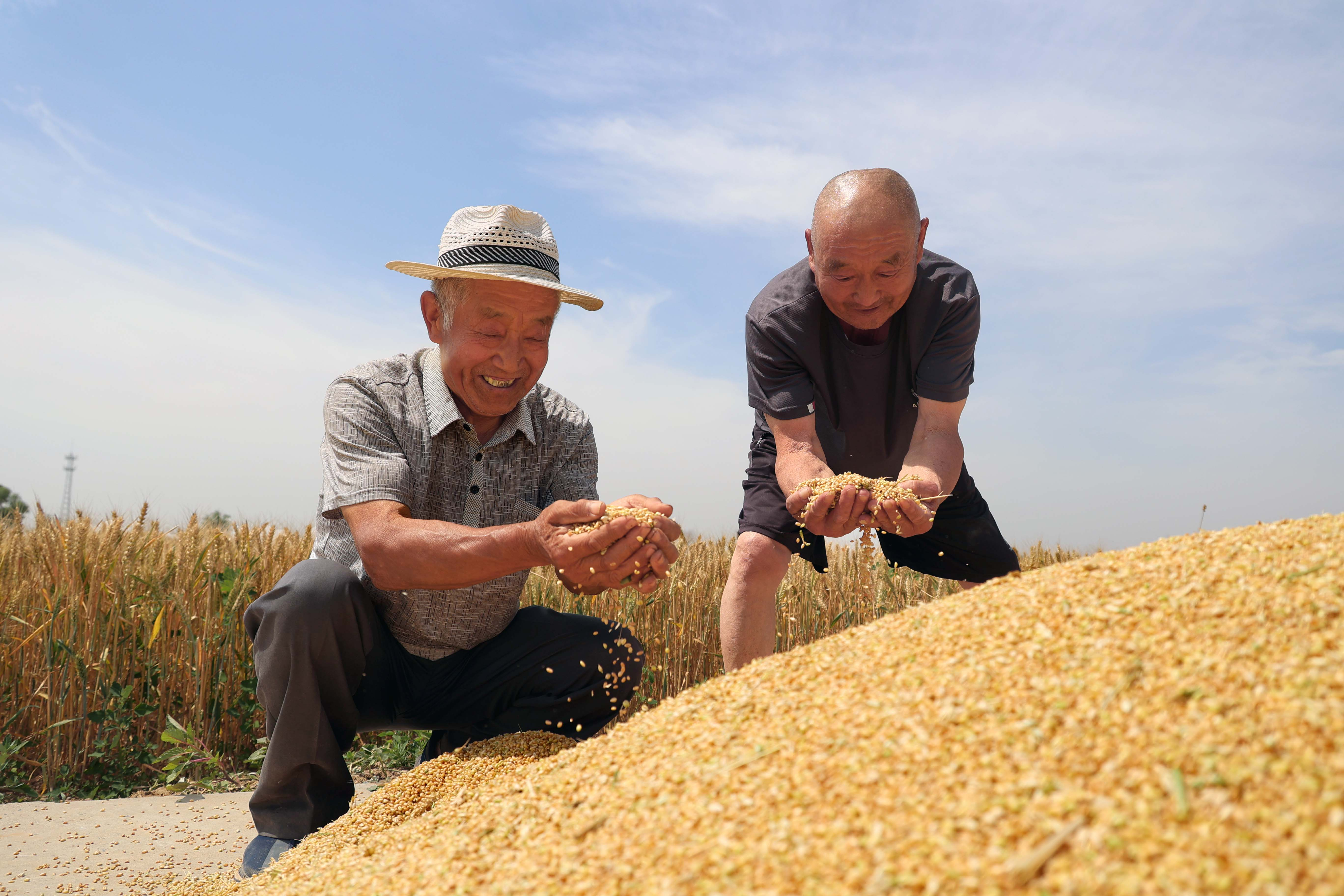 （原创）河北南皮：机收作业好“丰”景 “三夏”开镰会战忙_fororder_图片11
