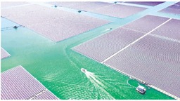 全省最高！德州新能源發電量佔全社會用電量的55.6%