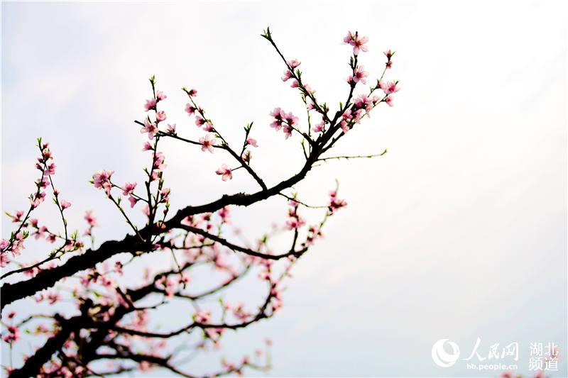 【黄冈】【大美荆楚·灵秀湖北】湖北麻城：花香十里阎家河 桃林春色醉游人