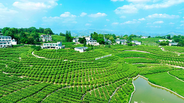 （张）宜宾高县：蚕桑产业蓄势“化蝶” 绿叶银丝织就“致富路”_fororder_高县嘉乐镇人民村标准化桑园-摄影-罗景萍