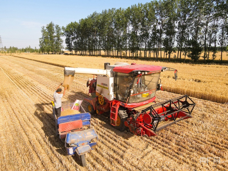 山東麥收“進度條”已經過半