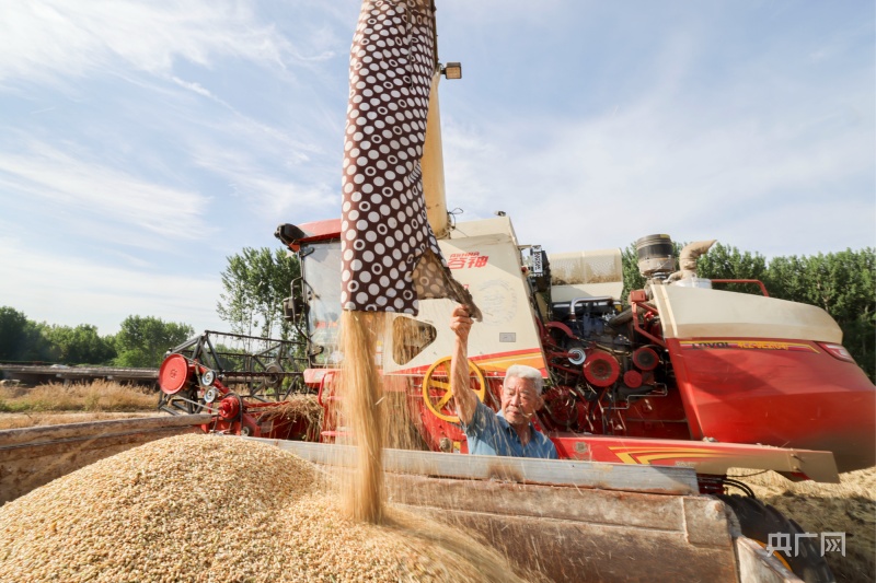 山東麥收“進度條”已經過半