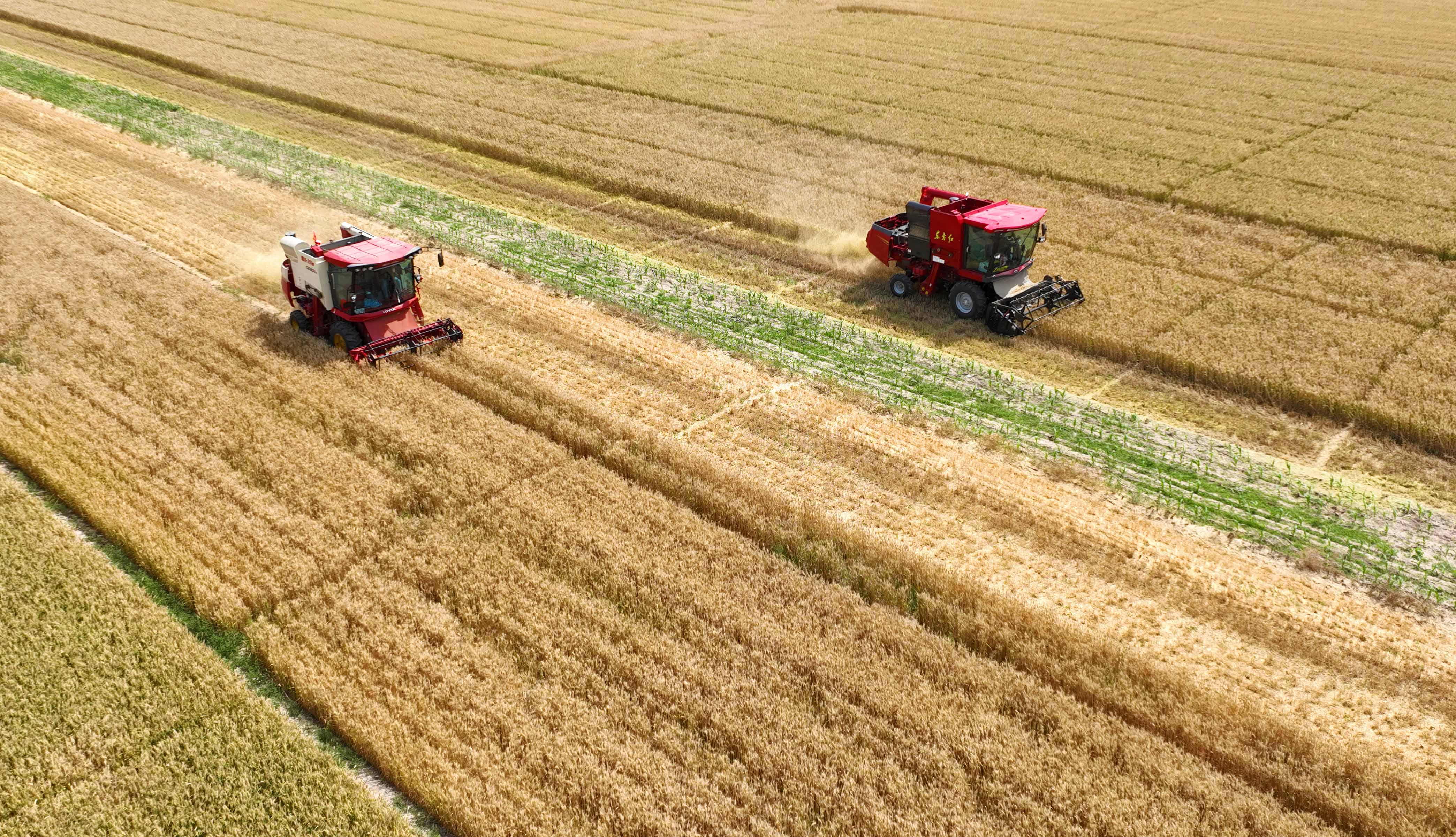 （原创）河北南皮：机收作业好“丰”景 “三夏”开镰会战忙_fororder_图片9